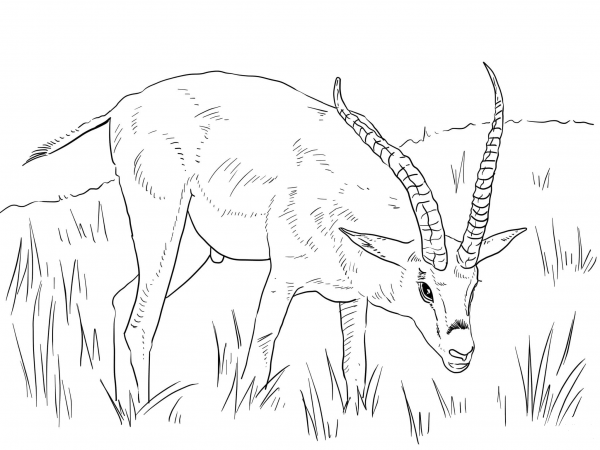 Grant’s Gazelle  coloring page image