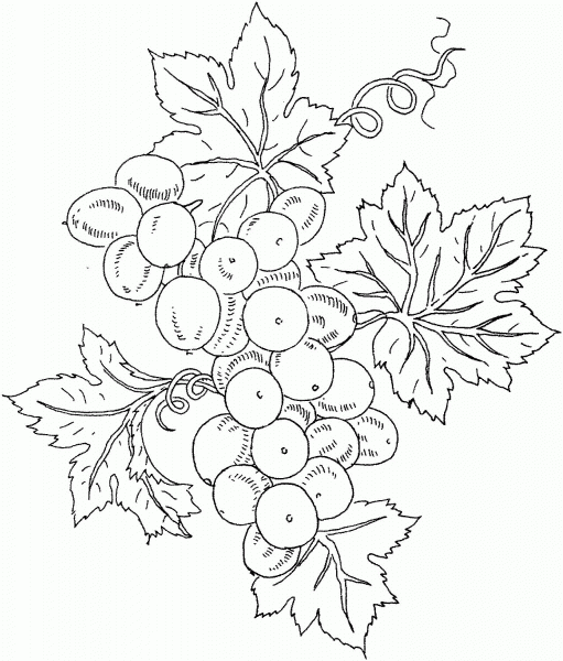 Grape coloring page image