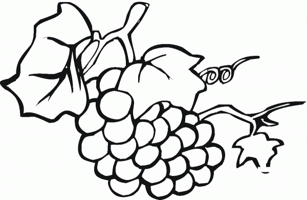 Grape coloring page image