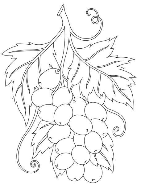 Grape coloring page image
