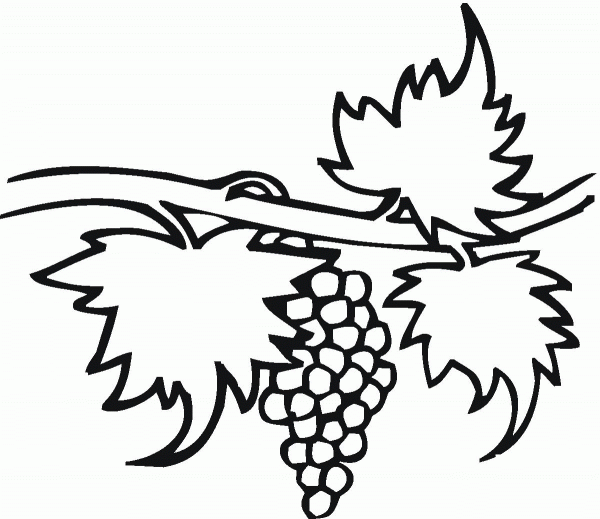 Grape coloring page image