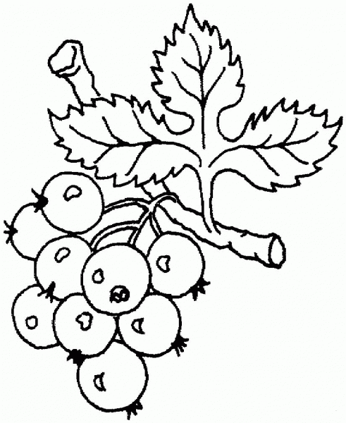 Grape coloring page image