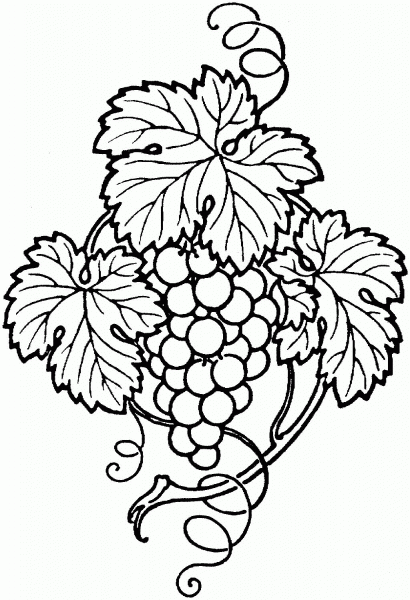 Grape coloring page image