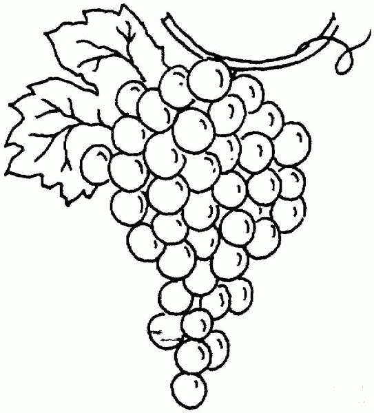 Grape coloring page image
