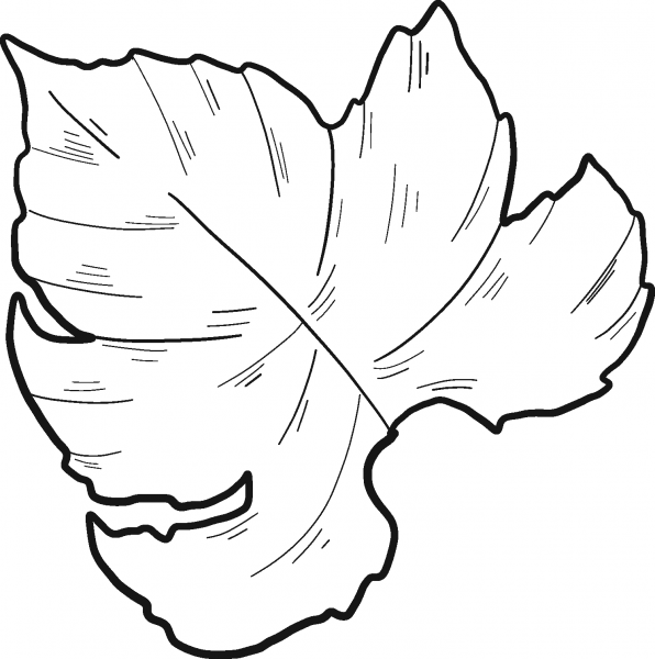 Grape Leaf coloring page image