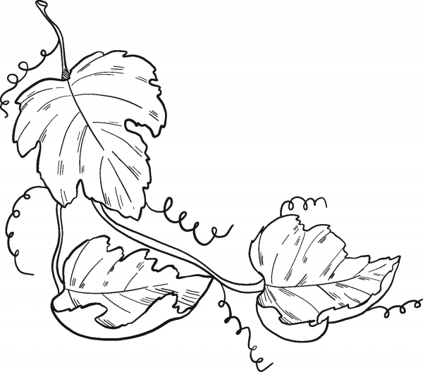 Grape Vine coloring page image