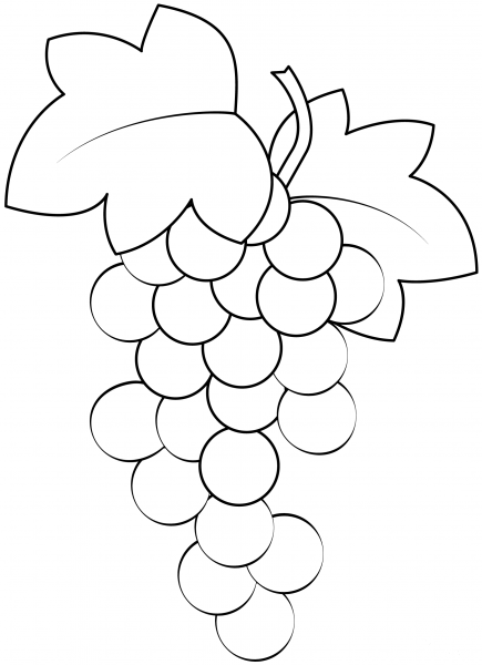Grape Vine coloring page image