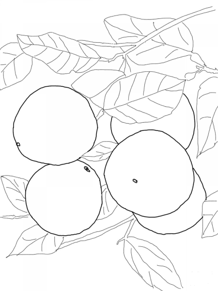 Grapefruits on Tree coloring page image