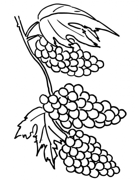 Grapes Clusters  coloring page image