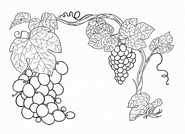 Grapes  coloring page image