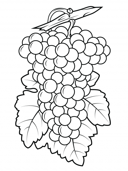 Grapes coloring page image