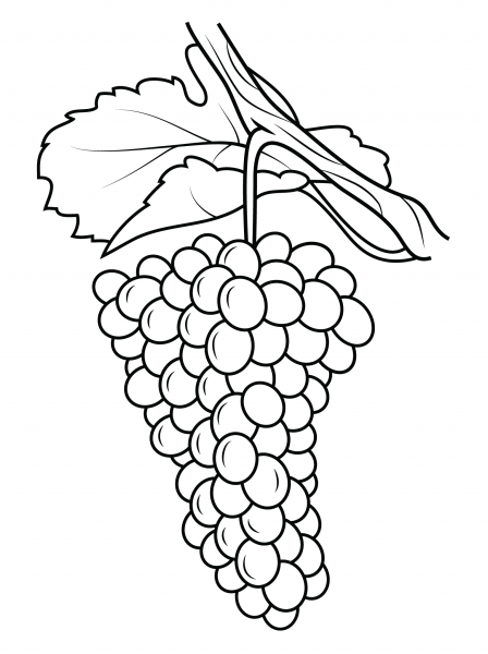 Grapes coloring page image