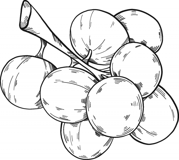 Grapes coloring page image