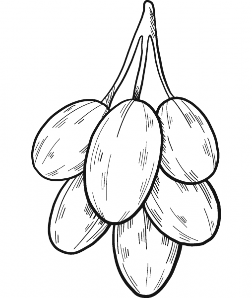 Grapes coloring page image