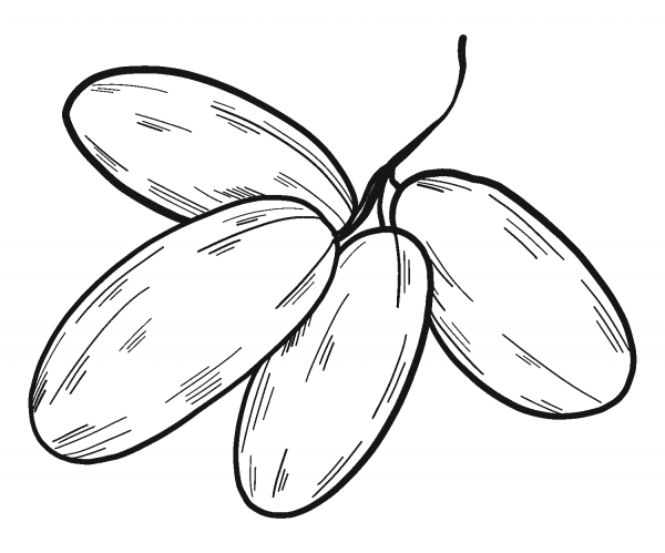 Grapes coloring page image