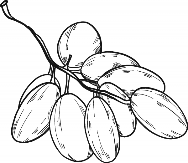 Grapes coloring page image