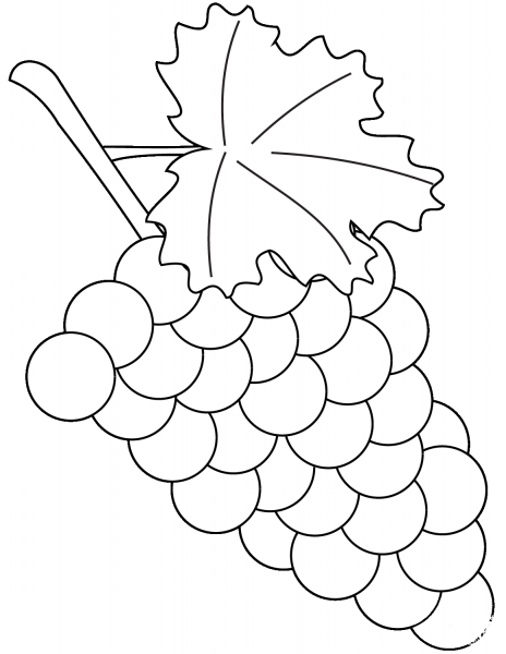Grapes coloring page image