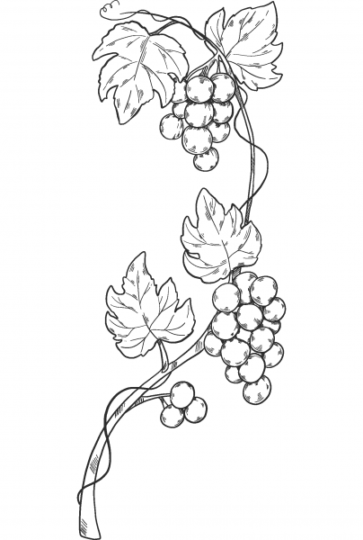 Grapevine coloring page image