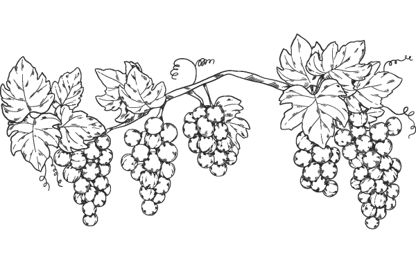 Grapevine coloring page image