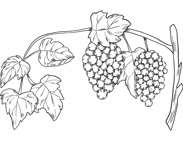 Grapevine coloring page image