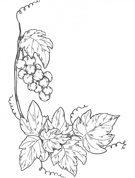 Grapevine coloring page image