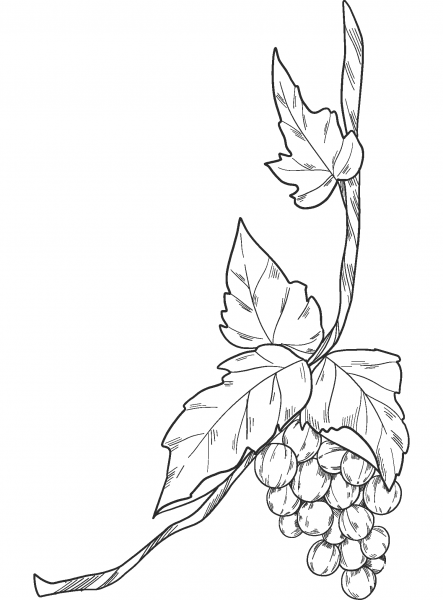 Grapevine coloring page image