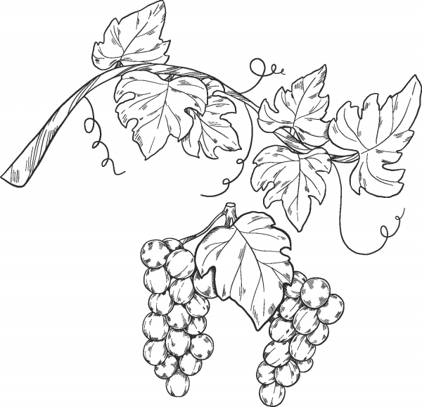 Grapevine coloring page image
