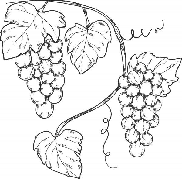 Grapevine coloring page image