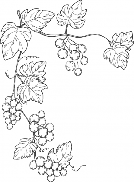 Grapevine coloring page image
