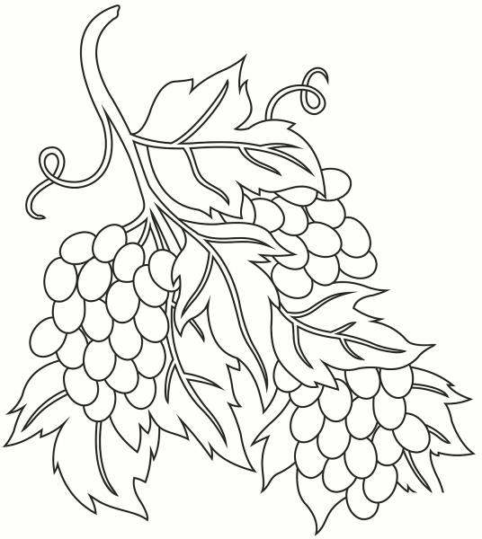 Grapevine coloring page image