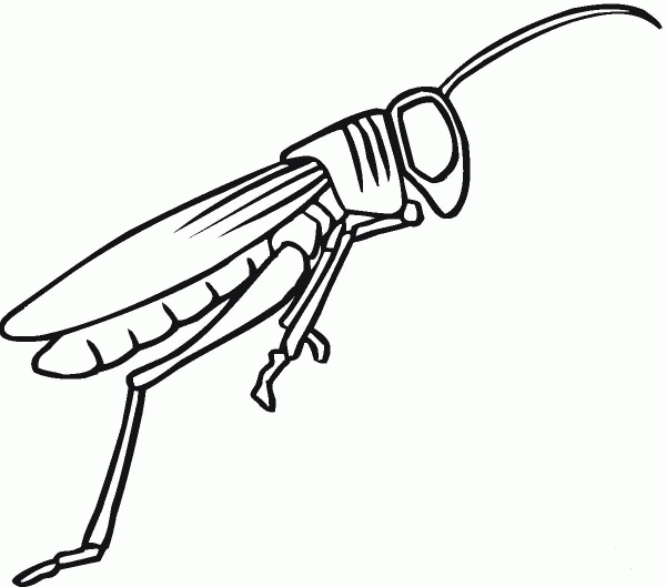 Grasshopper 10 coloring page image