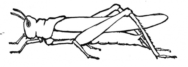 Grasshopper 9 coloring page image