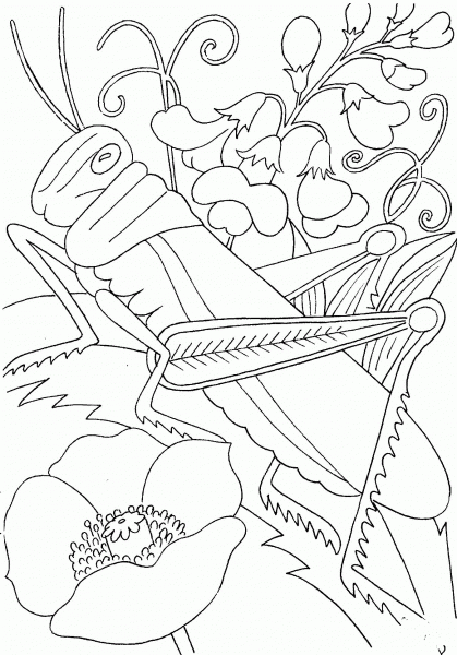 Grasshopper Among Flowers  coloring page image