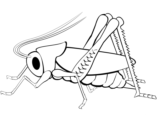Grasshopper coloring page image