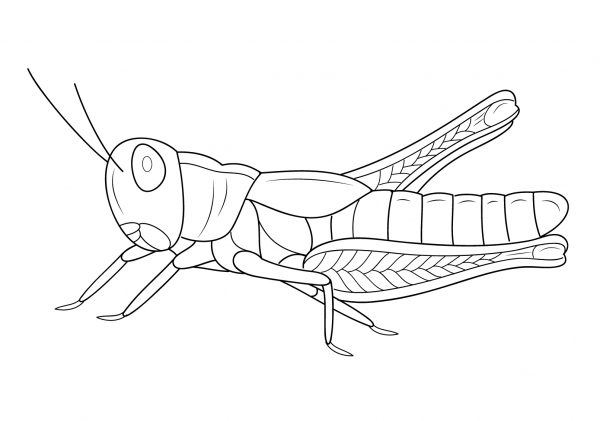 Grasshopper coloring page image