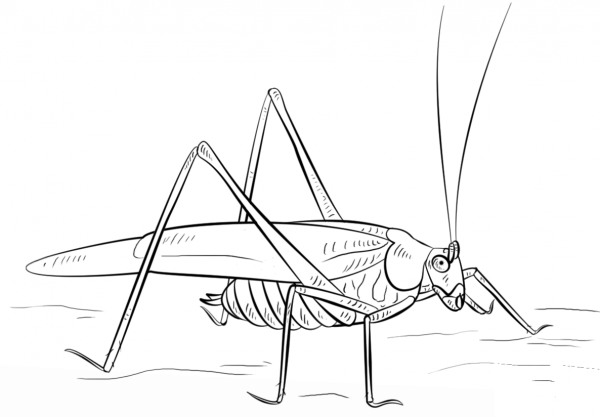 Grasshopper coloring page image