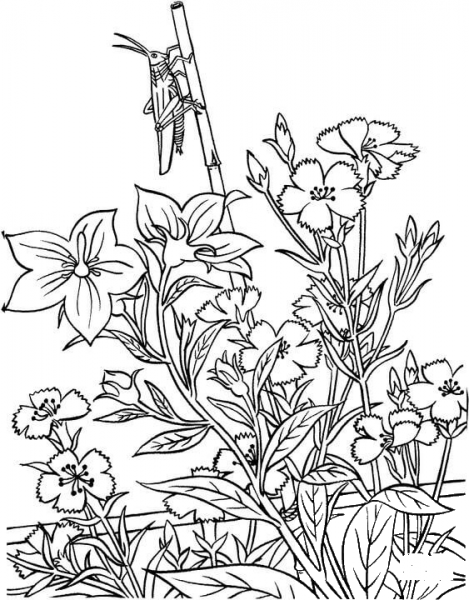 Grasshopper In Garden coloring page image