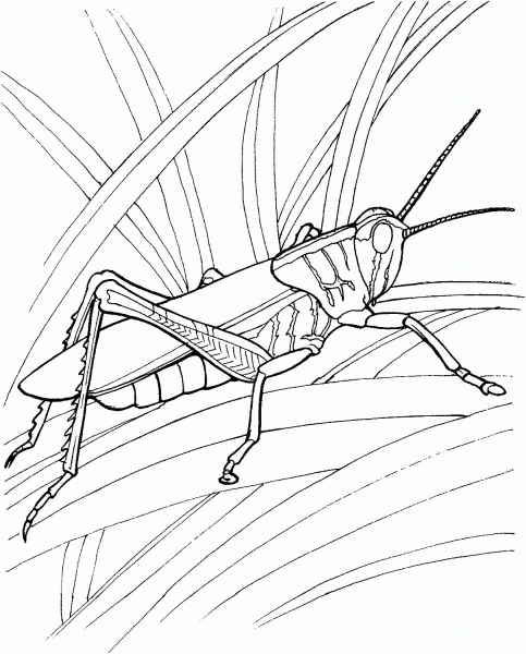 Grasshopper In The Garden coloring page image