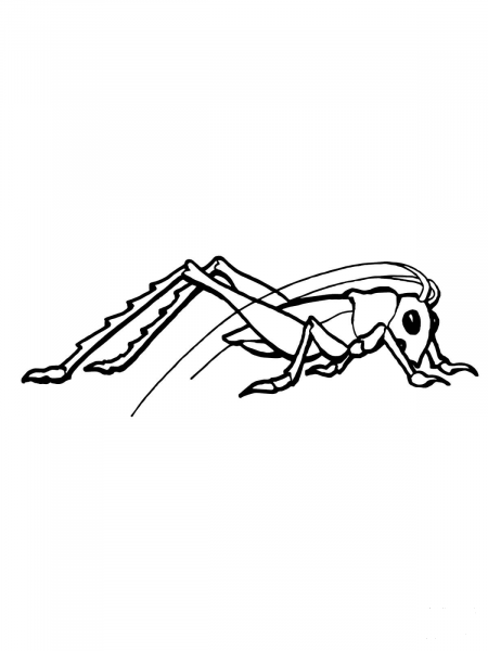 Grasshopper Insect coloring page image