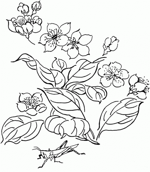 Grasshopper On Flower coloring page image