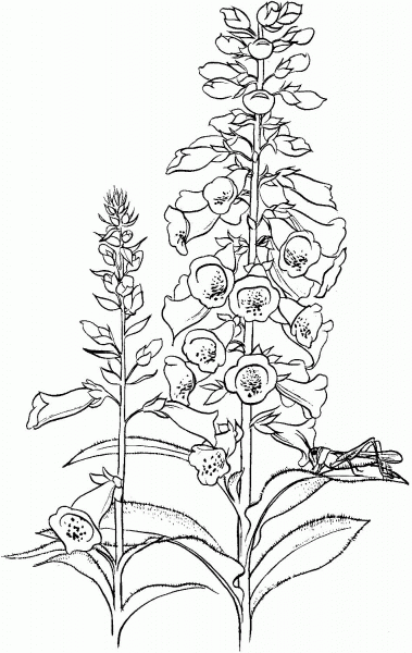 Grasshopper On The flower coloring page image