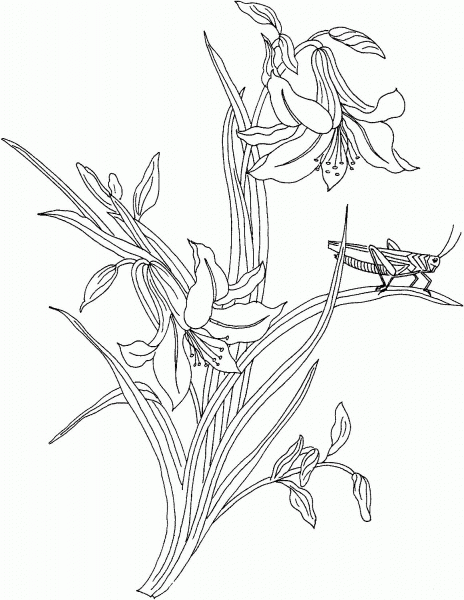Grasshopper On The Plant coloring page image