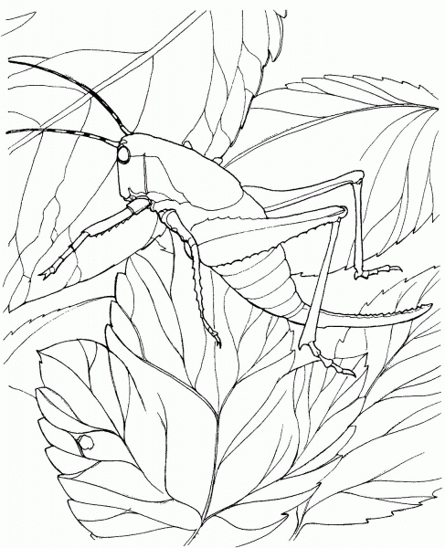 Grasshopper On Tree coloring page image
