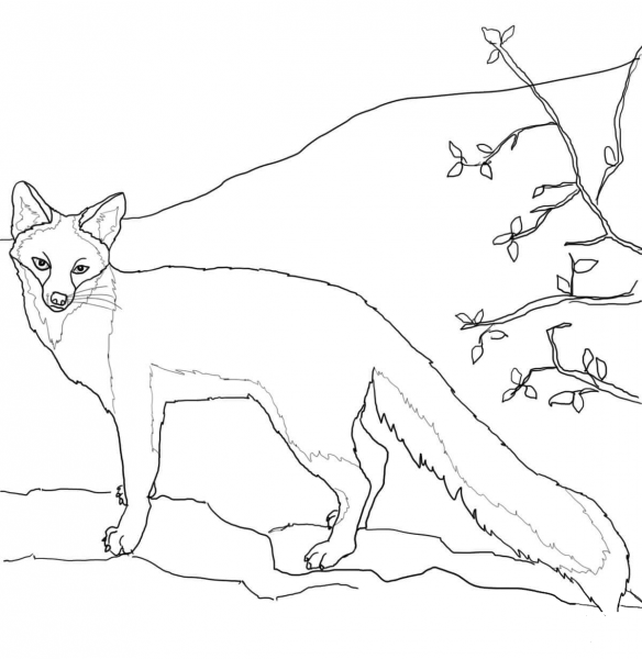 Gray Fox coloring page image