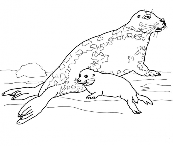 Gray Seal Mother and Baby coloring page image