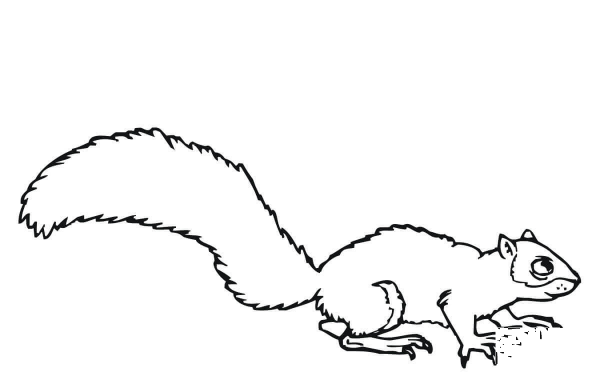 Gray Squirrel coloring page image