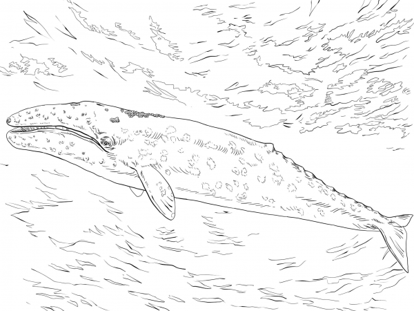 Gray Whale coloring page image