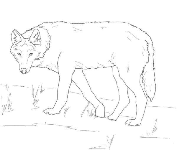 Gray Wolf on Alert coloring page image
