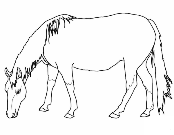 Grazing American Quarter Horse coloring page image