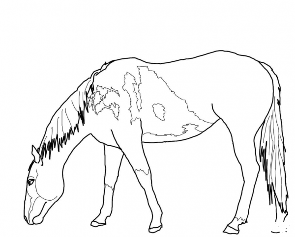Grazing Mustang coloring page image